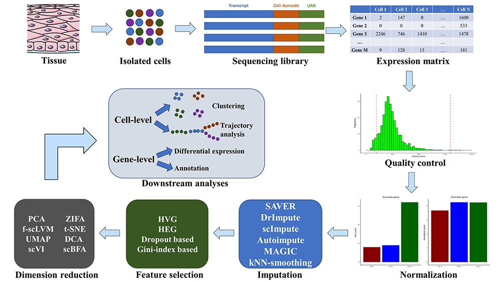 scRNA-seq workflow